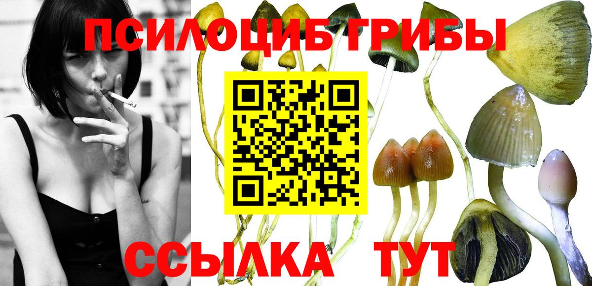 Псилоцибиновые грибы GOLDEN TEACHER  Галлюциногенные грибы мицелий  Советск  Вход с VPN 